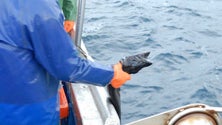 Imagem de Madeira recomenda que Governo insista na renovação da frota do peixe-espada-preto
