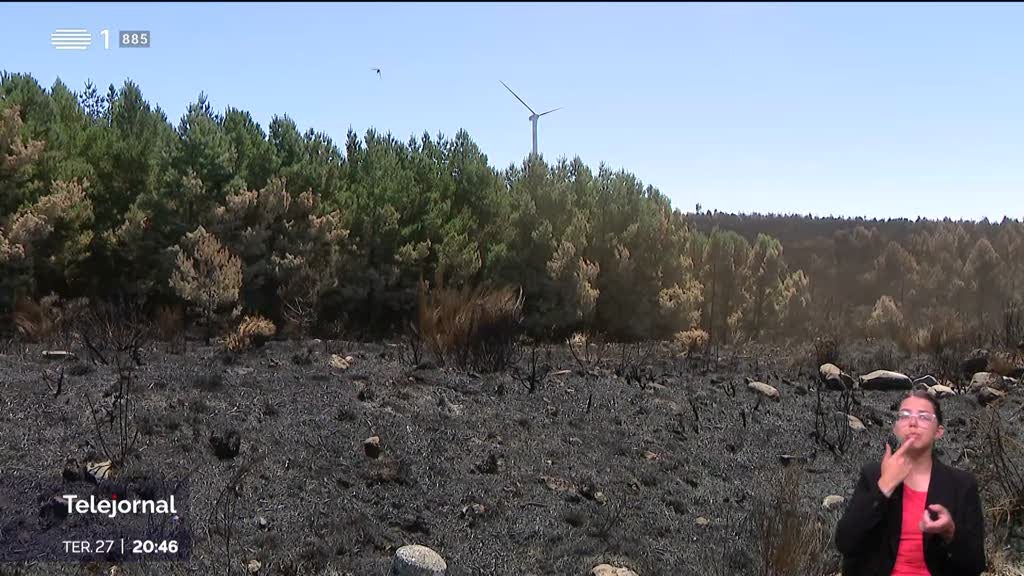 Incêndio na Madeira. Criadores dizem que gado não tem o que comer