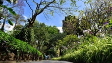 Imagem de Duas árvores do Jardim Municipal abatidas