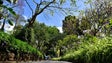 Imagem de Duas árvores do Jardim Municipal abatidas