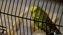 Imagem de Campeonato Regional de Ornitologia mostra mais de 600 aves