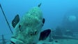 Recifes artificiais do Porto Santo e Cabo Girão acolhem peixes variados e em abundância (Vídeo)