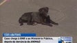 Imagem de Caso dos cães de Gaula chega à justiça