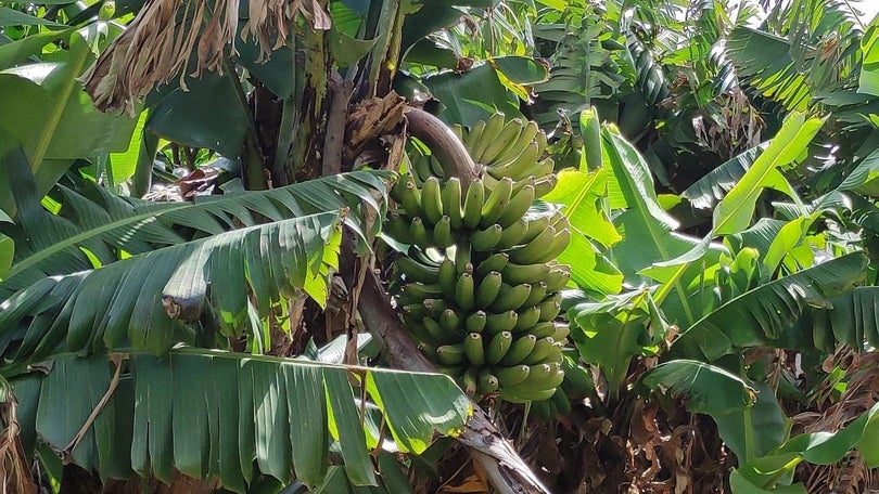 Comercialização de banana manteve-se estável face ao período homólogo