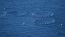 Imagem de Aquacultura gera descontentamento na Calheta