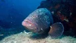 Captura de mero e peixe-cão proibida a partir de agosto (áudio)