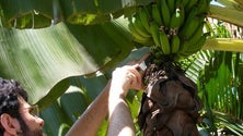 Imagem de Novo Serviço de Avisos Agrícolas (vídeo)