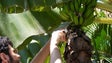 Imagem de Novo Serviço de Avisos Agrícolas (vídeo)