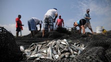 Imagem de Armadores e pescadores pedem melhores condições no Caniçal