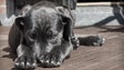 Câmara de Lobos alerta para abandono de animais