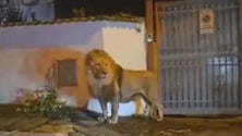 Imagem de Leão foge de circo e lança o pânico nas ruas de Itália