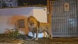 Imagem de Leão foge de circo e lança o pânico nas ruas de Itália