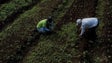 Imagem de PJ detém 35 pessoas que escravizavam trabalhadores estrangeiros no Alentejo