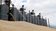 Imagem de Preços dos cereais cresce fortemente com rutura de acordo de exportação