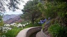 Imagem de Turista sofre queda na Levada do Norte