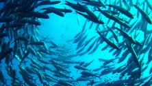 Imagem de Seis empresas interessadas em apostar na Aquacultura
