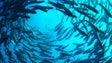 Seis empresas interessadas em apostar na Aquacultura