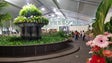 Imagem de Cerca de 12 mil pessoas já visitaram a exposição da flor (Vídeo)
