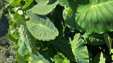 Imagem de «Tempos de Hortifruticultura 2023» é um evento que sensibiliza a população do Jardim da Serra (áudio)