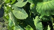 Imagem de «Tempos de Hortifruticultura 2023» é um evento que sensibiliza a população do Jardim da Serra (áudio)