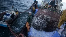 Imagem de Sobreexploração da pesca está a sentir-se cada vez mais na Madeira (áudio)