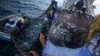 Imagem de Sobreexploração da pesca está a sentir-se cada vez mais na Madeira (áudio)