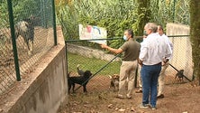 Imagem de Calado acusa Câmara de desvalorizar causa animal (vídeo)