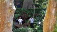 Quatro testemunhas ouvidas no caso da queda da árvore no Monte