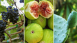 Imagem de Fim de semana de festas em honra à fruta regional