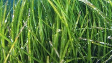 Imagem de Fábrica das algas no Porto Santo licenciada dentro de um mês