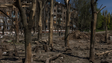 Rússia prossegue ofensiva para controlar Donetsk e Lugansk
