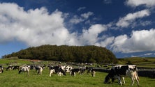 Imagem de Agricultores picoenses reclamam aumento do preço do leite [Vídeo]