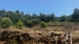 Imagem de Dez elementos dos sapadores florestais no terreno a limpar espécies invasoras (vídeo)