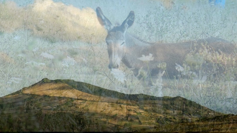Imagem de O Burro de Ouro