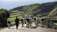 Açores querem 7% dos apoios europeus atribuídos a Portugal para crise da agricultura