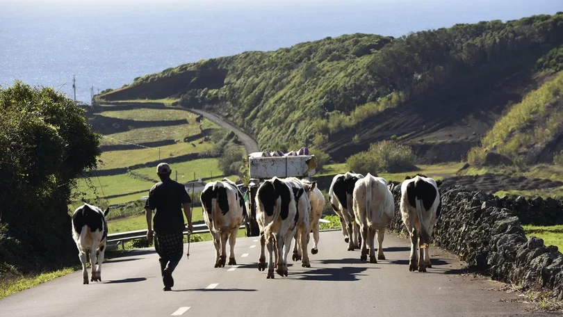 Imagem de Açores querem 7% dos apoios europeus atribuídos a Portugal para crise da agricultura