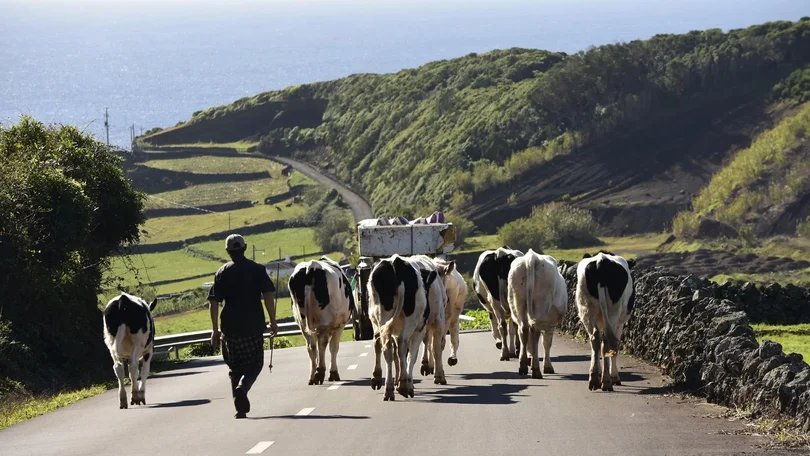 Açores querem 7% dos apoios europeus atribuídos a Portugal para crise da agricultura