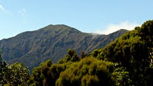 Imagem de Madeira candidata 13 projetos de reflorestação a fundos europeus