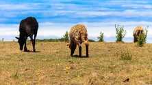 Imagem de Secretaria da Agricultura duplicou o valor dado a criadores de gado