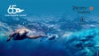 Imagem de Melhores nadadores de Portugal e Espanha no Madeira Swim Marathon
