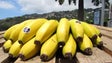 Produção de banana caiu quase 25% em 2018