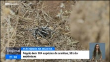 Imagem de Madeira tem 184 espécies de aranhas, 58 das quais endémicas (vídeo)