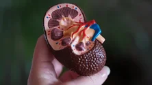Imagem de Sociedade Nefrologia quer doença renal crónica como área prioritária Plano Nacional Saúde