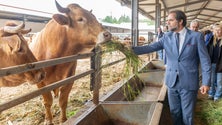 «Vamos disponibilizar 3,1 milhões de euros para as empresas agrícolas» (áudio)