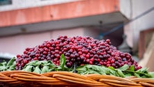 Imagem de 90% da produção de cereja no Jardim da Serra foi perdida devido ao mau tempo (vídeo)