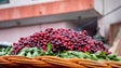 Imagem de 90% da produção de cereja no Jardim da Serra foi perdida devido ao mau tempo (vídeo)
