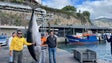 Primeiro atum-rabilho do ano pesa 283 quilos (vídeo)