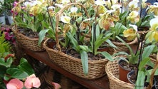Imagem de Governo Regional apoia 29 produtores de flores (Vídeo)