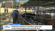 Imagem de Produtores consideram que a criação de gado não é rentável (vídeo)