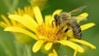 UMa participou num estudo europeu sobre o estado de conservação e evolução das abelhas, vespas e moscas (Vídeo)